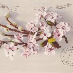 Almond tree branch from home, 1922